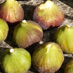 Figuier goutte d'or - pot de 0.5l