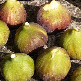 Figuier goutte d'or - pot de 3l