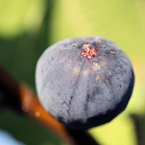 Figuier violette de sollies - pot de 4l