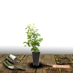 Myrtille brigitta - pot de 1l