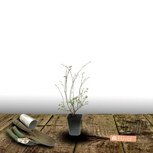 Myrtille brigitta - pot de 1l