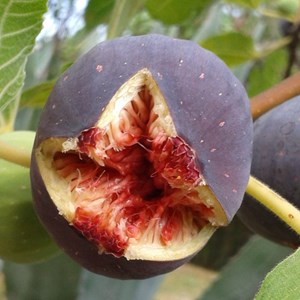 Figuier pastillère (rouge de bordeaux), ficus carica - pot de 5l