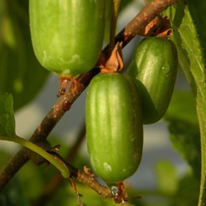 Kiwi arctique eve (femelle) - pot de 1.5l