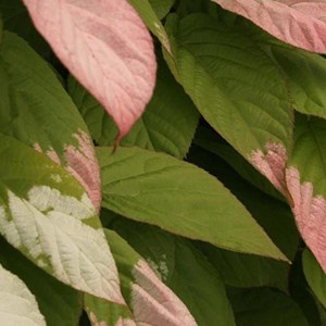 Kiwi arctique eve (femelle) - pot de 0.5l