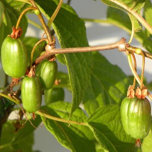 Kiwi arctique eve (femelle) - pot de 0.5l