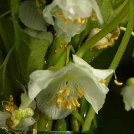 Kiwi arctique adam (mâle) - pot de 3l