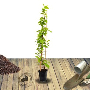 Kiwi arctique adam (mâle) - pot de 1.5l