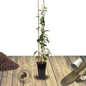 Kiwi de sibérie arguta purpurea (femelle) - pot de 1.5l