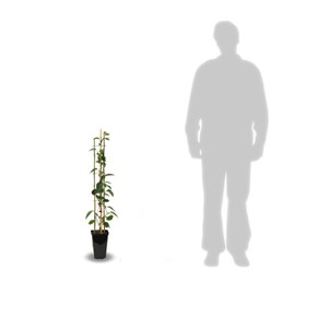 Kiwi de sibérie arguta purpurea (femelle) - pot de 1.5l