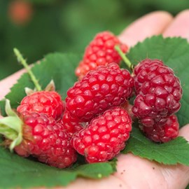 Mûre-framboise bounty berry 'yantay' - pot de 0.5l