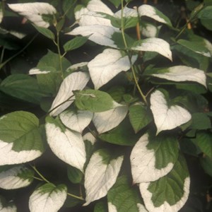 Kiwi arctique - pot de 1.5l