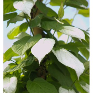 Kiwi arctique - pot de 1.5l