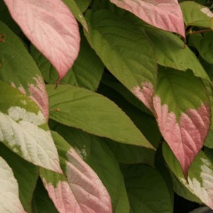 Godet - kiwi arctique