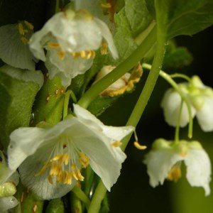 Godet - kiwi arctique