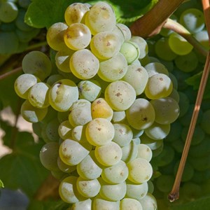 Vigne chasselas doré, vigne de table - pot de 3l