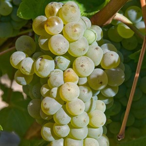 Vigne vinifera chasselas doré - pot de 3l