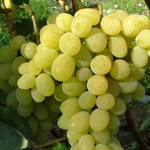 Vigne vinifera italia - pot de 3l