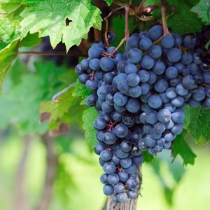 Vigne vinifera muscat de hambourg - pot de 3l