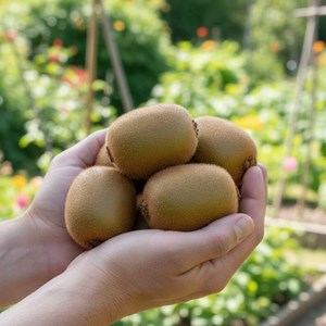 Kiwi hayward (femelle) - pot de 3l