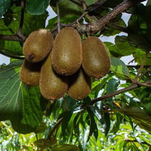 Kiwi chinensis hayward (femelle) - pot de 1.5l