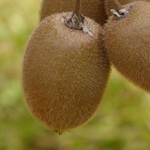 Kiwi chinensis hayward (femelle) - pot de 1.5l