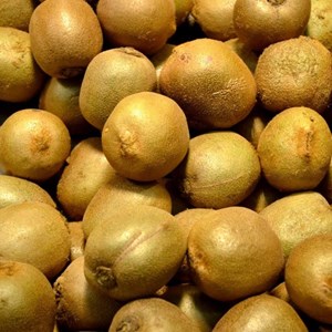 Kiwi chinensis hayward (femelle) - pot de 1.5l