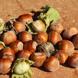 Noisetier commun - pot de 4l