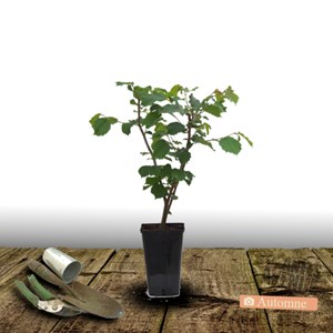 Noisetier commun - pot de 4l