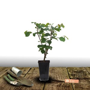 Noisetier commun - pot de 4l