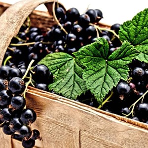 Cassis andega - pot de 5l