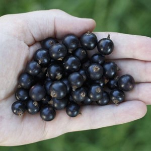 Cassis andega - pot de 5l