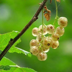 Groseillier à grappes hollande blanche - pot de 5l