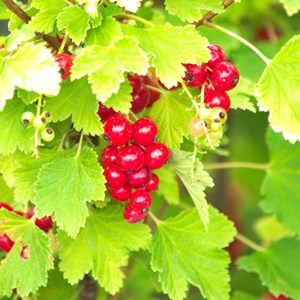 Groseillier à grappes london market - pot de 5l