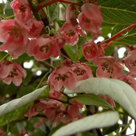 Kiwi d'ornement - pot de 0.5l