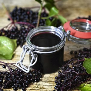 Sureau noir haidegg 17, sambucus - pot de 0.5l