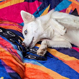 Plaid polaire panache  150cm x 200cm