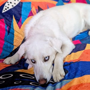 Plaid polaire panache  150cm x 200cm