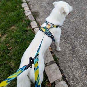 Laisse pour chien récif multiposition