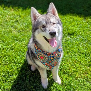 Collier-bandana pour chien mandala - m
