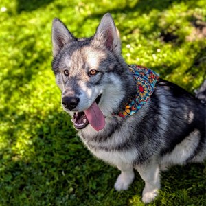 Collier-bandana pour chien mandala - l