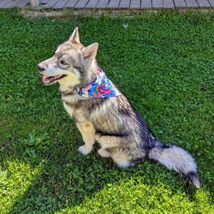 Collier-bandana pour chien lagon - m