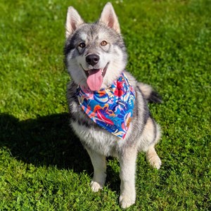 Collier-bandana pour chien lagon - l