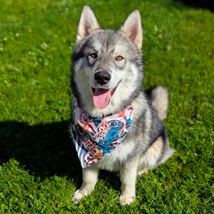 Collier-bandana pour chien savane - s