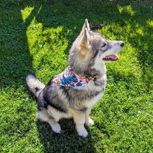 Collier-bandana pour chien savane - m
