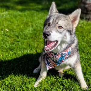 Collier-bandana  pour chien savane - l