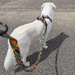 Laisse pour chien mandala - m