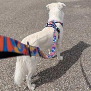 Laisse pour chien lagon - m