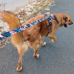 Laisse pour chien savane - m