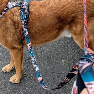 Laisse pour chien savane - l