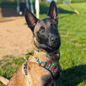 Collier pour chien mandala - l